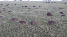 moles.jpg