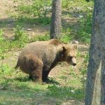 Bear.jpg