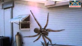 spider.jpg