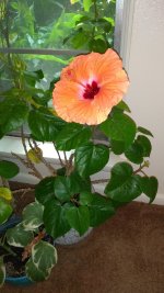 hibiscus.jpg