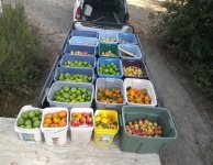 20191111_121109rTrailerloadApples.jpg