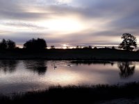 Ice free swans.jpg