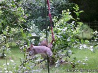 Blueberry Patch June 2017 (2).JPG