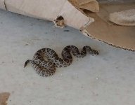 shop-snake.jpg