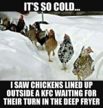 c9c5f7066d93671e5eb94f569e2e68c6--chicago-winter-funniest-animals.jpg