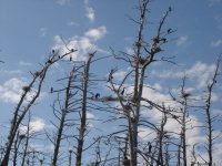 Late-stages-tree-damage-800x600.jpg