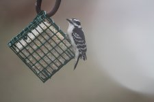 IMG_6763.JPG