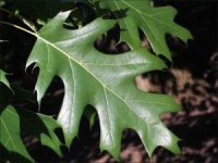 oak_red2_leaves_0-300x225.jpg