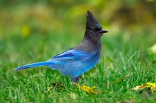 Birds_A_WHG19E.jpg