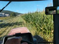 corn 1.jpg