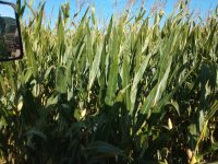 corn 2.jpg