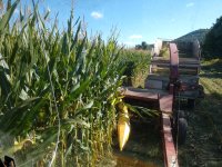 corn 3.jpg