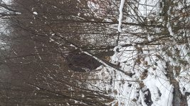 BIG FOOT 1.jpg