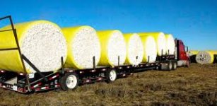 COTTONBALLS.jpg