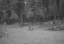 Mountain Lion 05 of 2010 .jpg