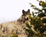 IMG_0079-2   wolf west of melrose 8x10 size.jpg