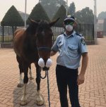 police-horse.jpg