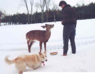 Deer.jpg