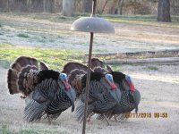 IMG_1915.JPG