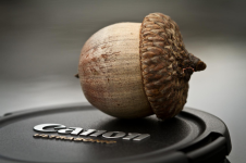 acorn.PNG