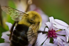 bee.PNG