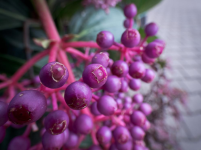 berries.PNG