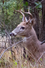 buck.PNG