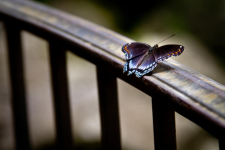 butterfly.PNG
