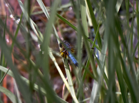 dragonfly.PNG