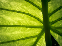 leaf.PNG