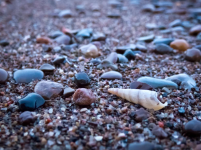 shell.PNG