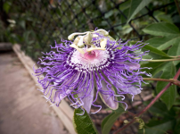 zooflower.PNG