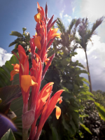 zooflower2.PNG