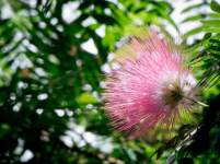 zooflower3.PNG