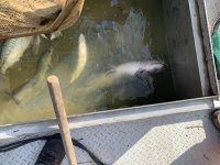Catfish.jpeg