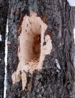 Pileated woodpecker hole (DL).jpg