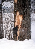 Pileated in IW (ES).jpg