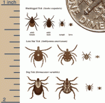 Ticks that transmit Lyme disease.gif