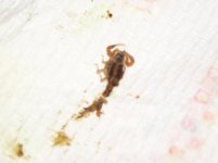 877034-scorpion.jpg