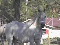 877827-horse_03.jpg