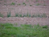 866075-MVC-137S.JPG