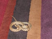 878385-Snake (Small).JPG