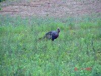 06Turkey25A.jpg