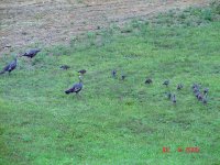 06Turkey27A.jpg