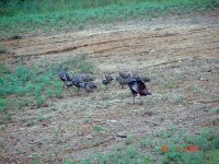 06Turkey30A.jpg