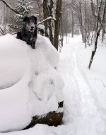snow dog rock.jpg