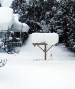 trellis snow 09.jpg