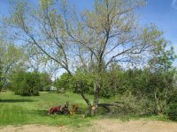 Tree2.jpg