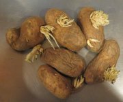potatoRoots.jpg
