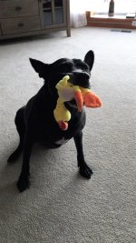 Zeke has a new toy and gets to stay another few days.jpg